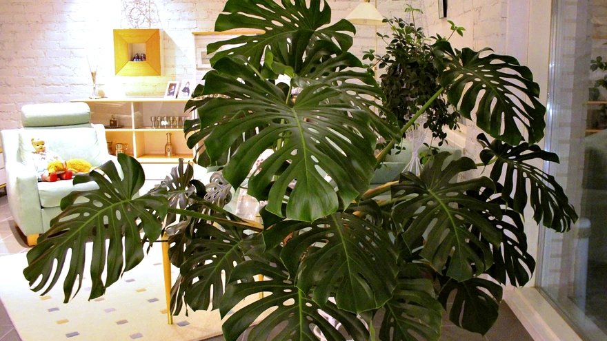 Monstera.