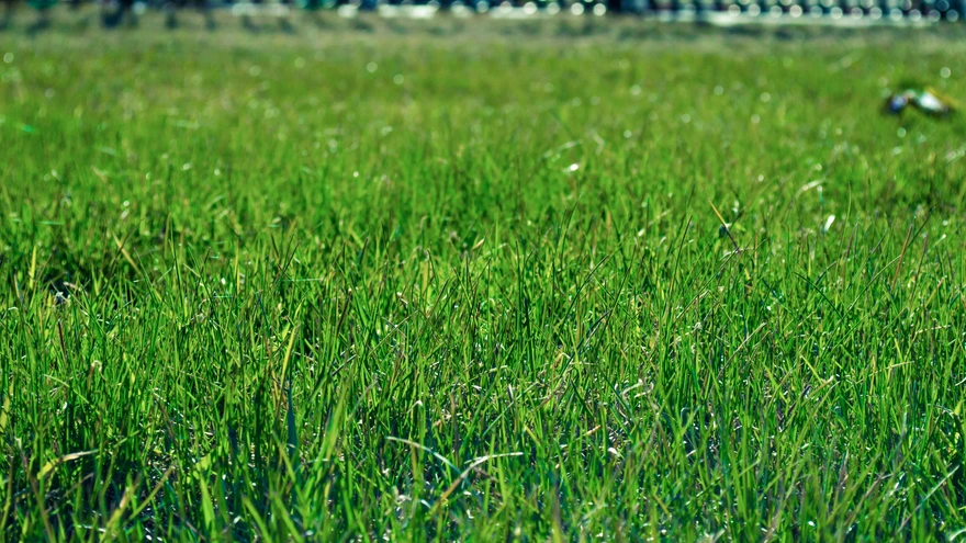 Kui muru eest hoolitsemine on hakanud tunduma tüütava ja väsitavana, on aeg arutleda, kuivõrd oluline enda jaoks õuemuru ikkagi on.