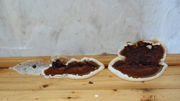 Eoskihiga hariliku majavammi viljakeha.