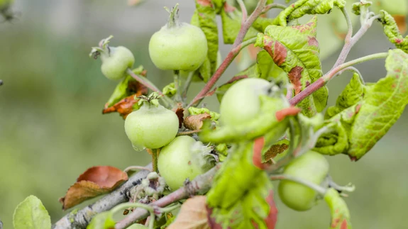 Kahjurite hävitustöö õunapuul