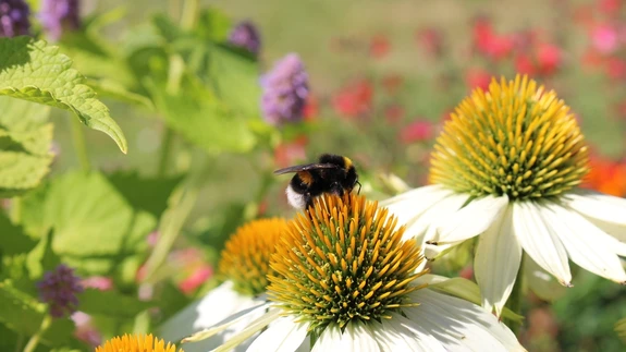 Mesilased on aedniku sõbrad