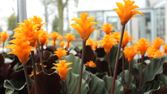 Kollane tiigerlehik 'Calathea crocata'